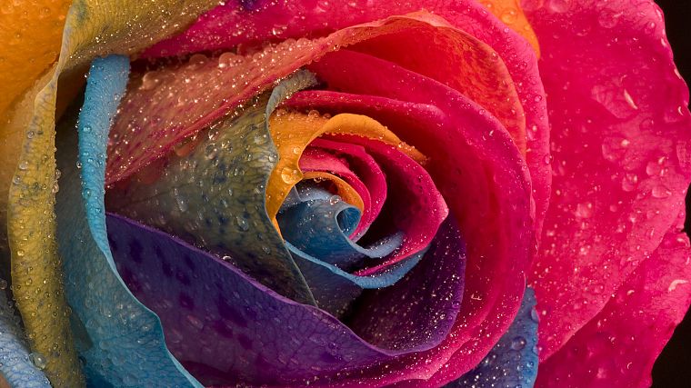 multicolor, flowers, water drops, macro, roses - desktop wallpaper