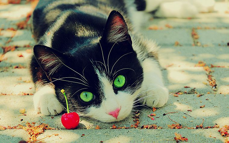 nature, cats, animals, cherries, green eyes, feline, pets - desktop wallpaper