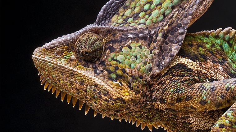 animals, chameleons, lizards - desktop wallpaper