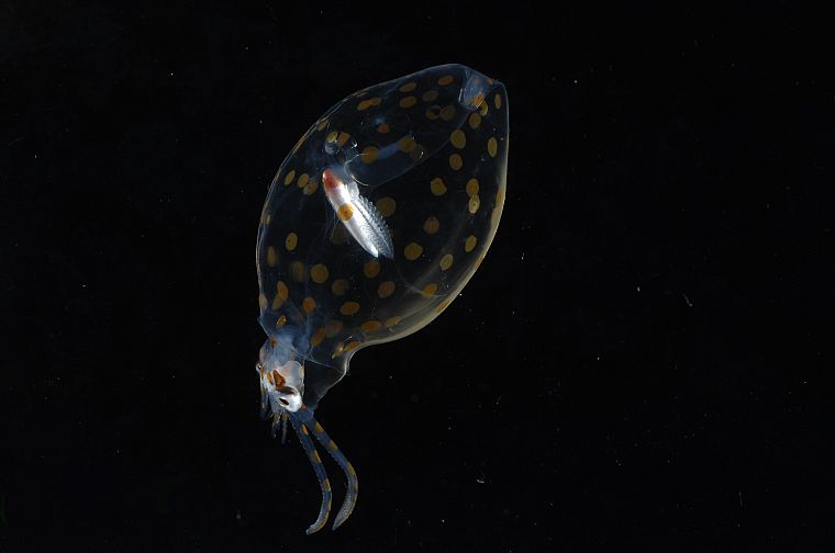 animals, squid, underwater - desktop wallpaper