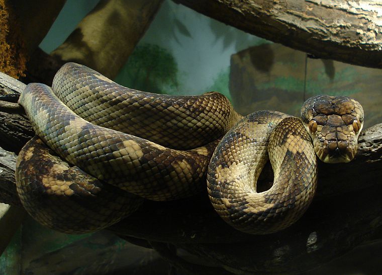 animals, snakes, reptiles - desktop wallpaper