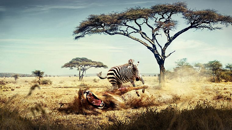 animals, zebras, lions - desktop wallpaper