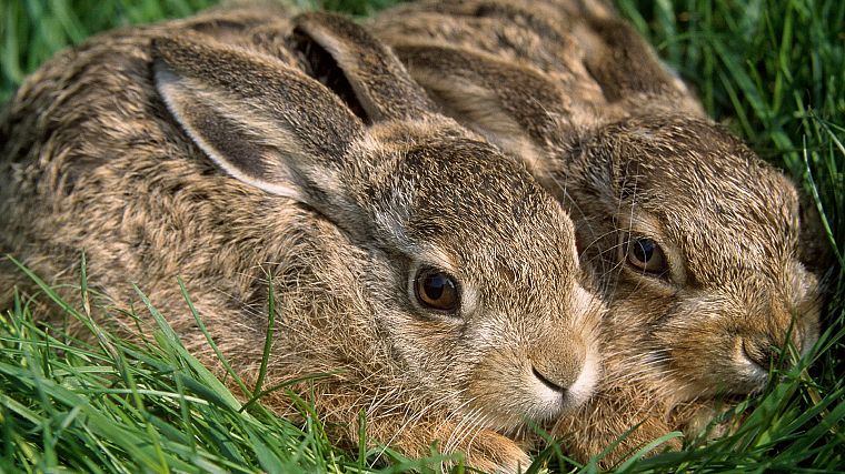 animals, rabbits - desktop wallpaper