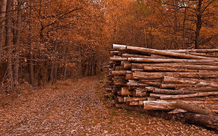 nature, trees, autumn, leaves, paths, logs - desktop wallpaper