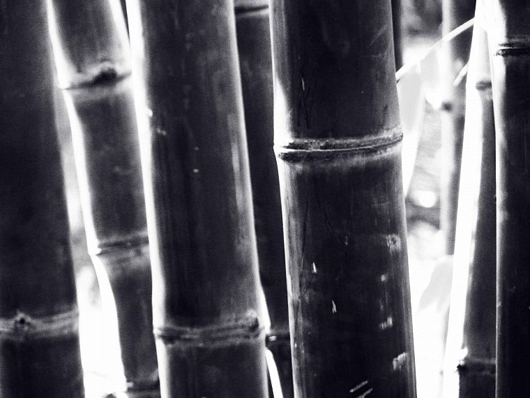 bamboo, negative - desktop wallpaper