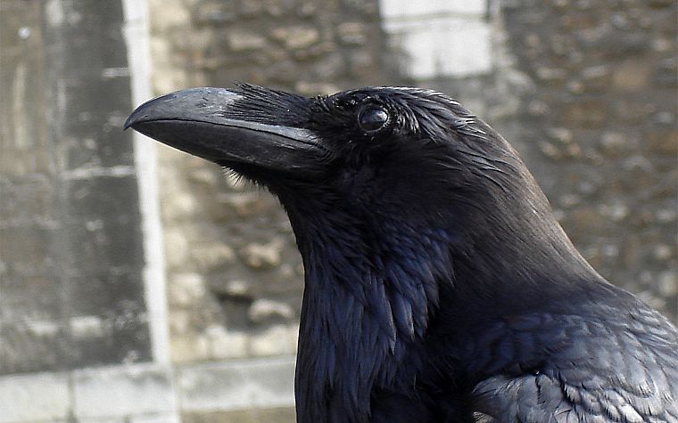 crows, ravens - desktop wallpaper
