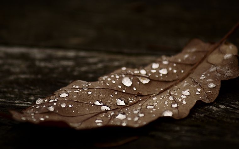 leaves, dew, fallen leaves - desktop wallpaper