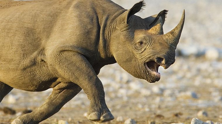 animals, Namibia, National Park, charging, black rhinoceros - desktop wallpaper