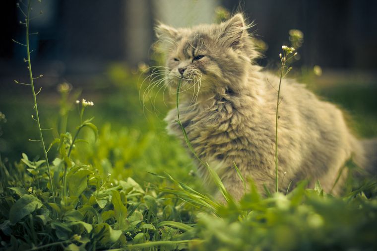 cats, animals, grass - desktop wallpaper