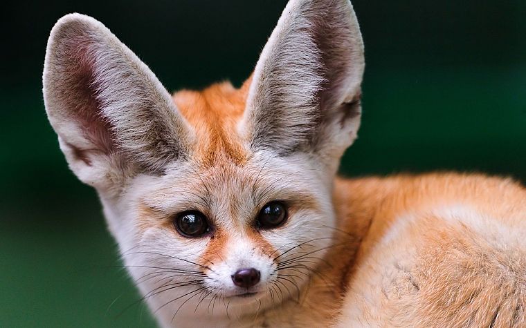 animals, arctic fox - desktop wallpaper