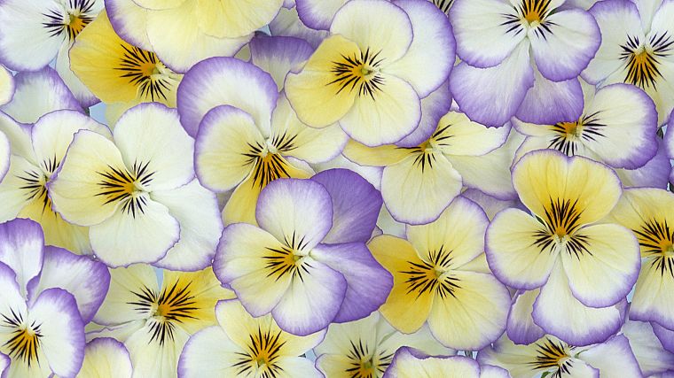 flowers, pansies - desktop wallpaper