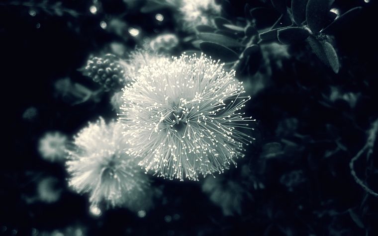 nature, flowers, monochrome - desktop wallpaper