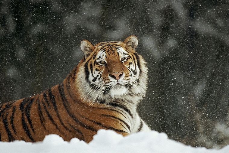 snow, animals, tigers - desktop wallpaper