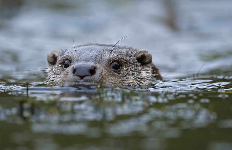 otters, rivers - desktop wallpaper