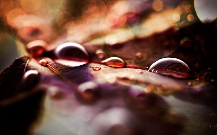 nature, water drops, macro - desktop wallpaper