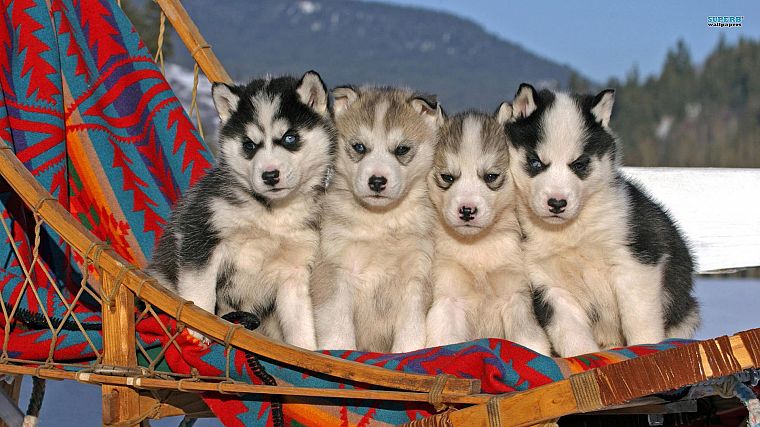 animals, dogs, puppies, husky - desktop wallpaper