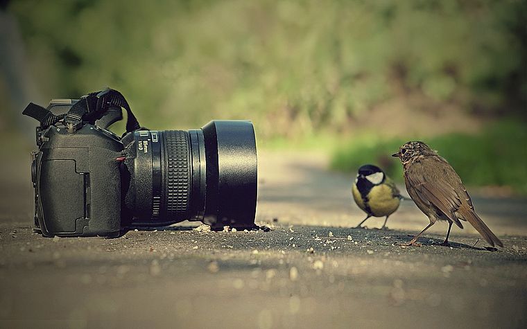 birds, cameras - desktop wallpaper