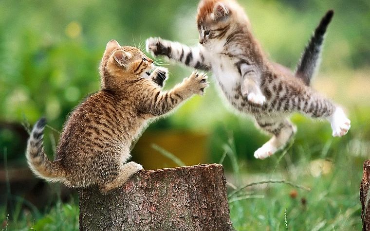 cats, animals, grass, kittens, tree trunk - desktop wallpaper