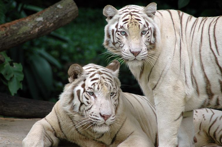 animals, tigers, white tiger - desktop wallpaper