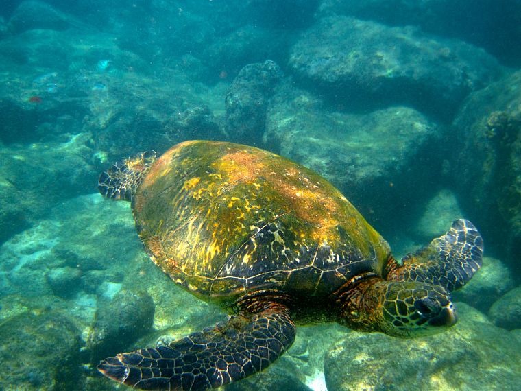 animals, fish, turtles, sea turtles, underwater - desktop wallpaper