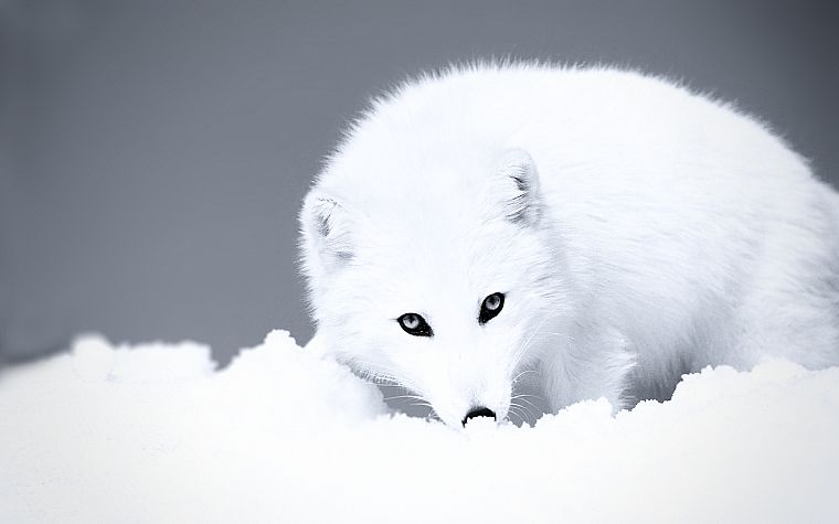 grayscale, arctic fox - desktop wallpaper
