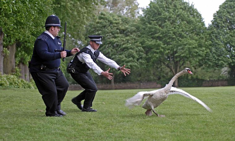trees, grass, police, swans, Hot Fuzz, Simon Pegg, Nick Frost - desktop wallpaper