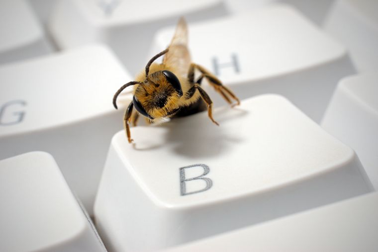 close-up, bees - desktop wallpaper