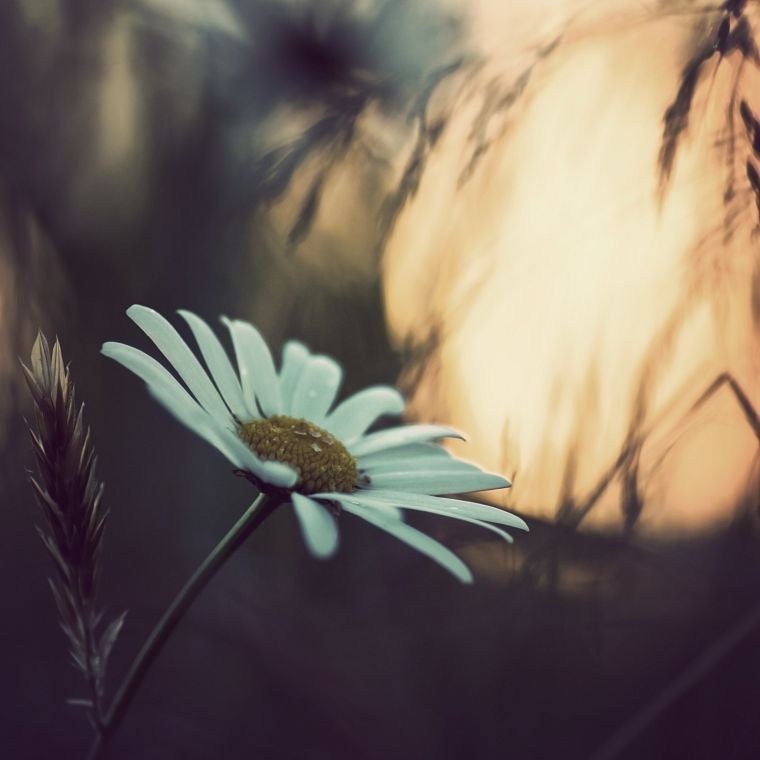 nature, flowers, daisy, plants - desktop wallpaper
