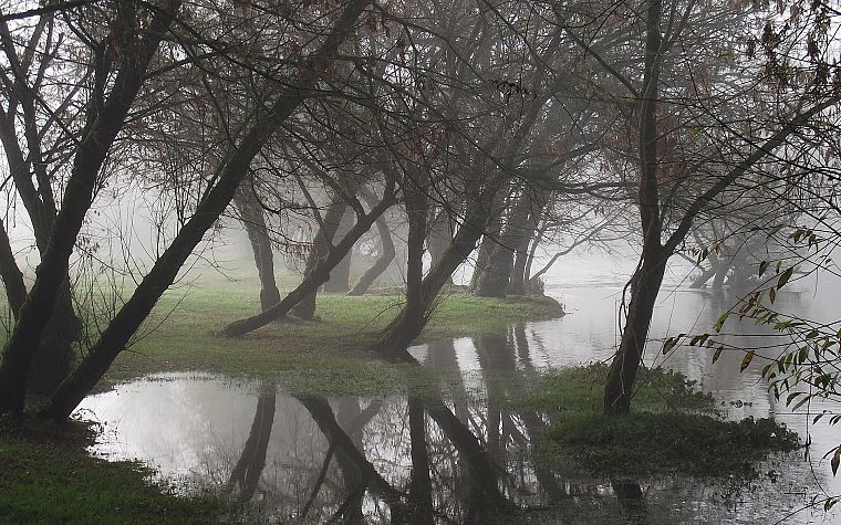 water, nature, trees, mist - desktop wallpaper