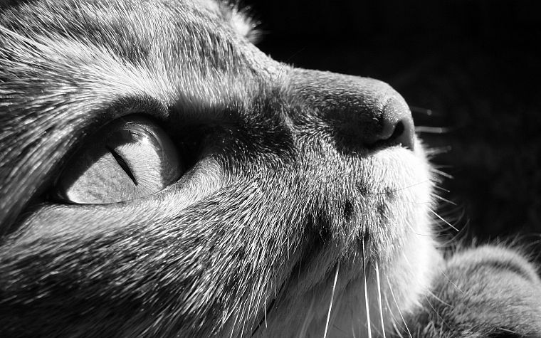 close-up, cats, animals, grayscale - desktop wallpaper