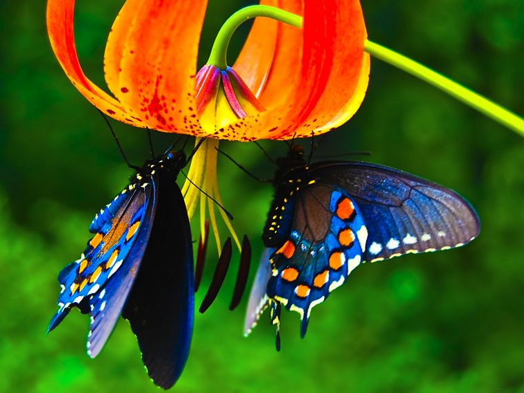 animals, butterflies - desktop wallpaper