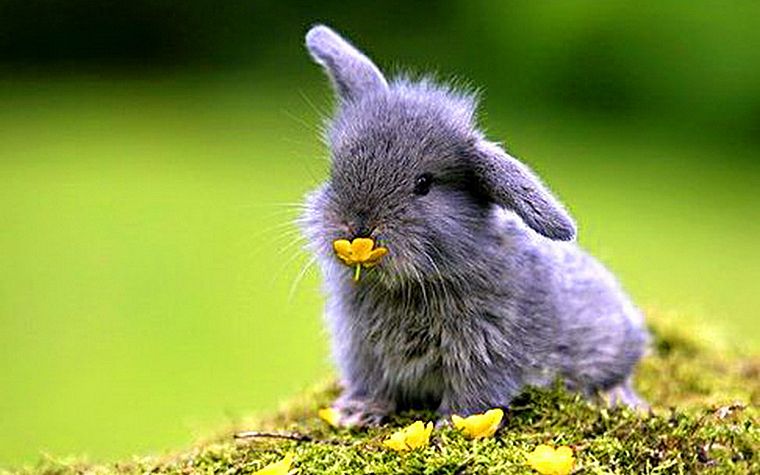 bunnies, nature, animals, baby animals - desktop wallpaper
