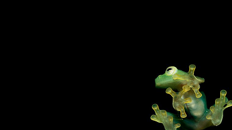 frogs - desktop wallpaper