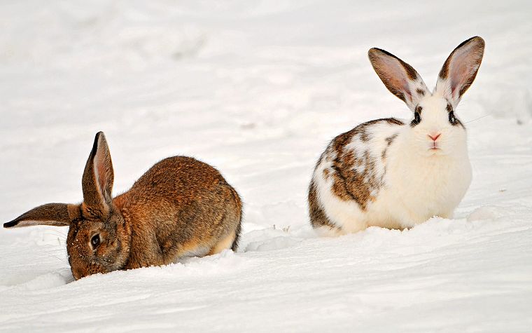 bunnies, animals, rabbits - desktop wallpaper