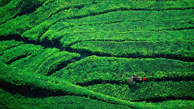 tea, Malaysia, plantation, Highlands - desktop wallpaper