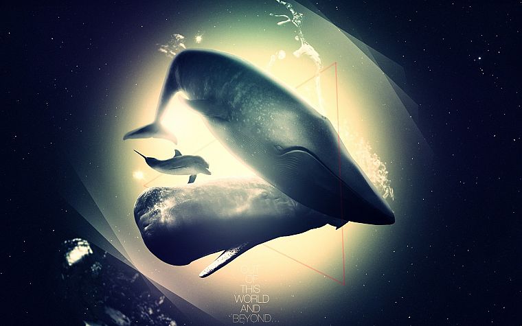 whales, swimming - desktop wallpaper