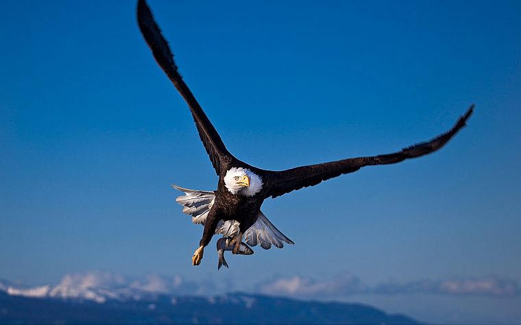 birds, wildlife, fish, eagles, bald eagles - desktop wallpaper