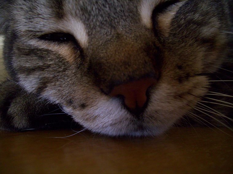 close-up, cats, kittens - desktop wallpaper