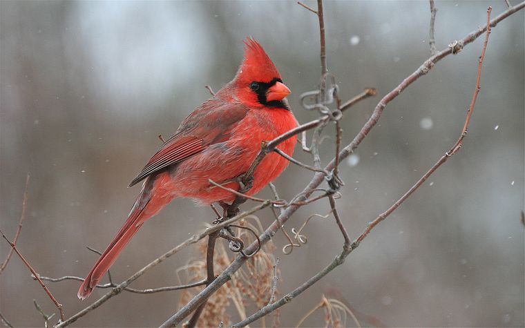 birds, cardinal, Northern Cardinal - desktop wallpaper