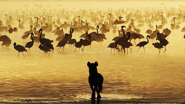 water, birds, animals, sunlight, flamingos, hyenas - desktop wallpaper