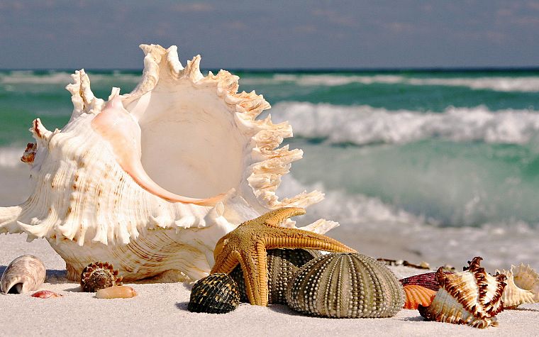 ocean, seashells, beaches - desktop wallpaper