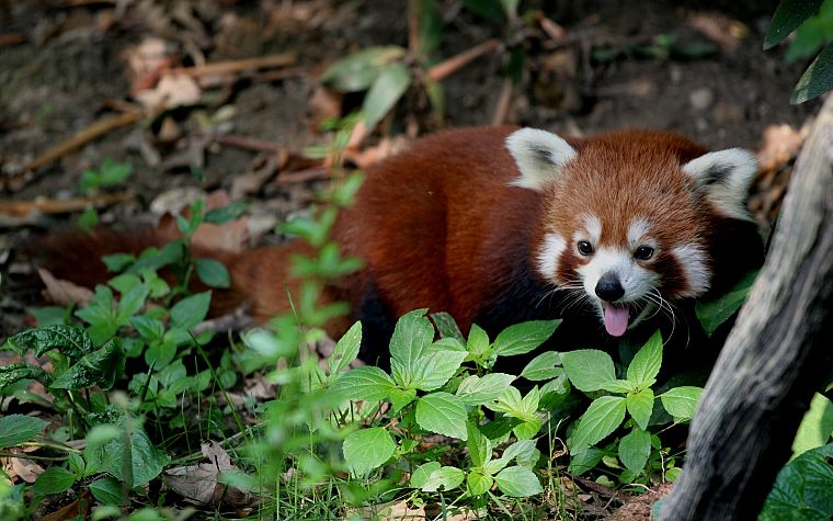 red pandas - desktop wallpaper