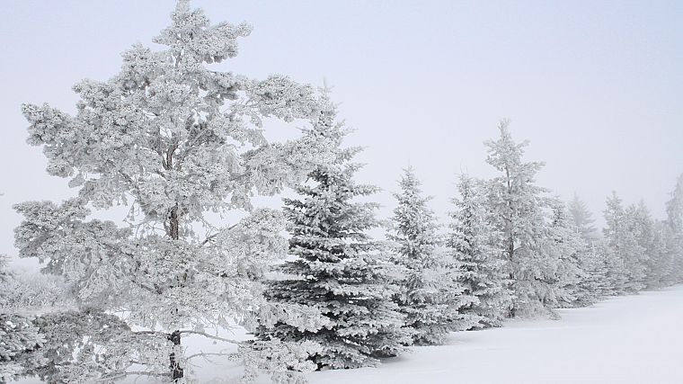 winter, snow, trees, snow landscapes - desktop wallpaper