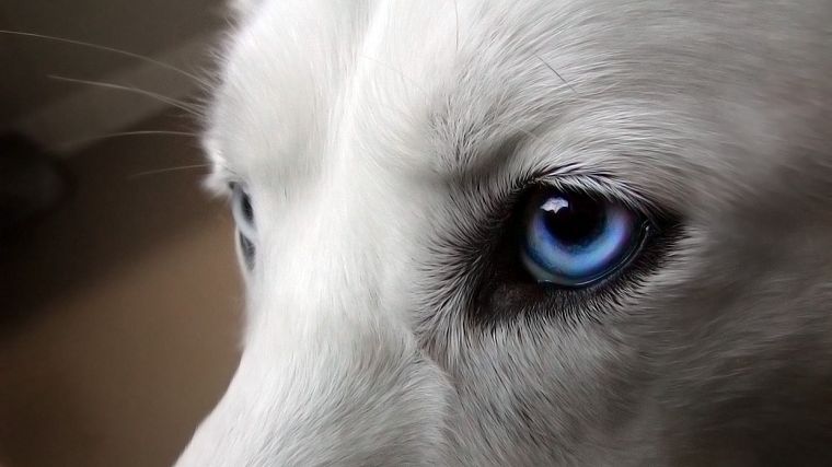 close-up, eyes, blue eyes, dogs, pets, Siberian husky - desktop wallpaper
