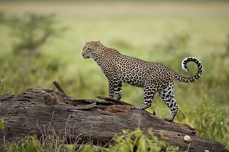 leopards, Kenya - desktop wallpaper