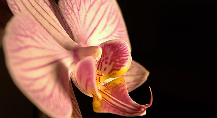 flowers, orchids - desktop wallpaper
