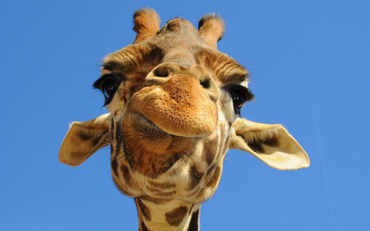 close-up, animals, giraffes - desktop wallpaper