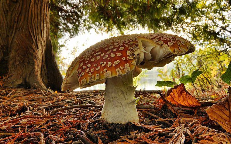 nature, mushrooms, Fly Agaric Mushrooms - desktop wallpaper