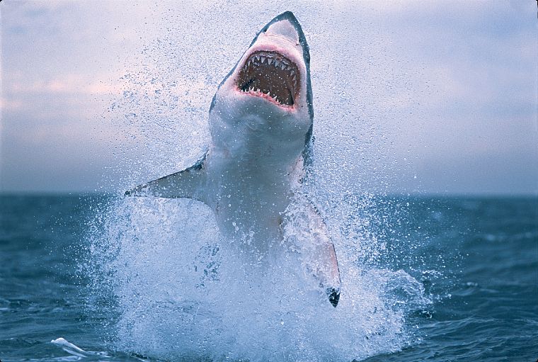 jumping, sharks - desktop wallpaper