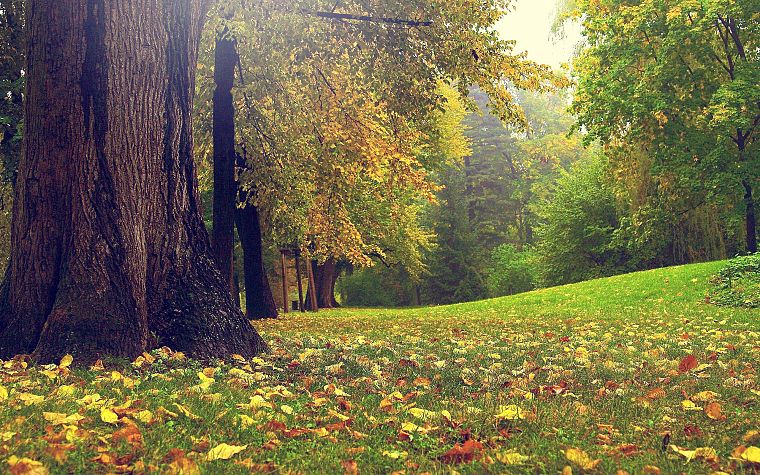 trees, autumn, grass, garden - desktop wallpaper